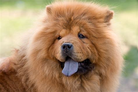 Chow Chow .